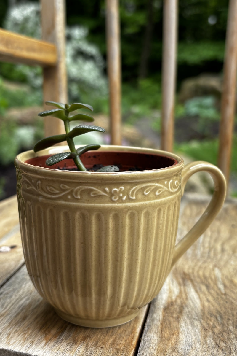 Duo tasse & plante