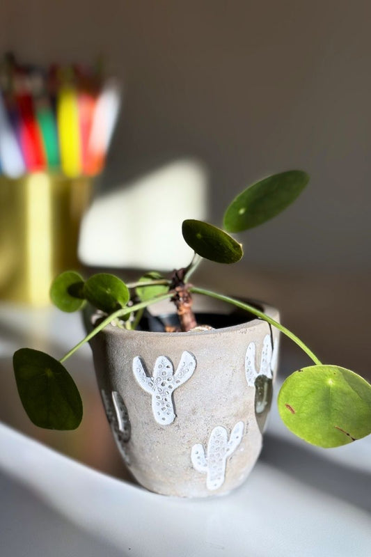 Mini cache pot cactus
