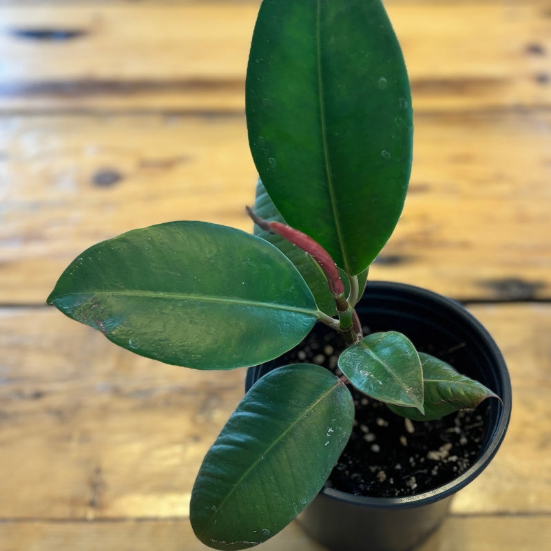 Ficus elastica