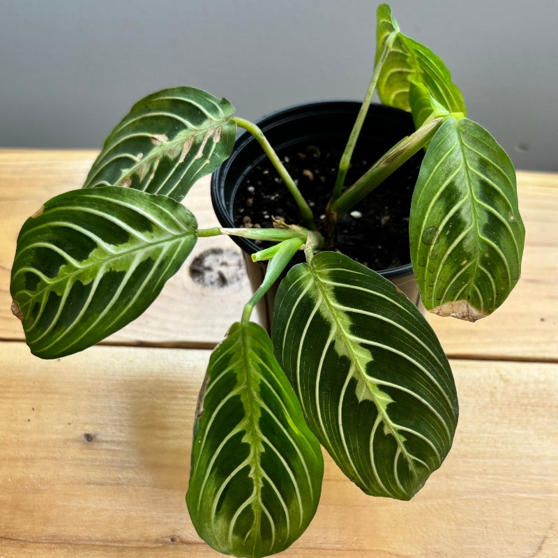 Marantha lime