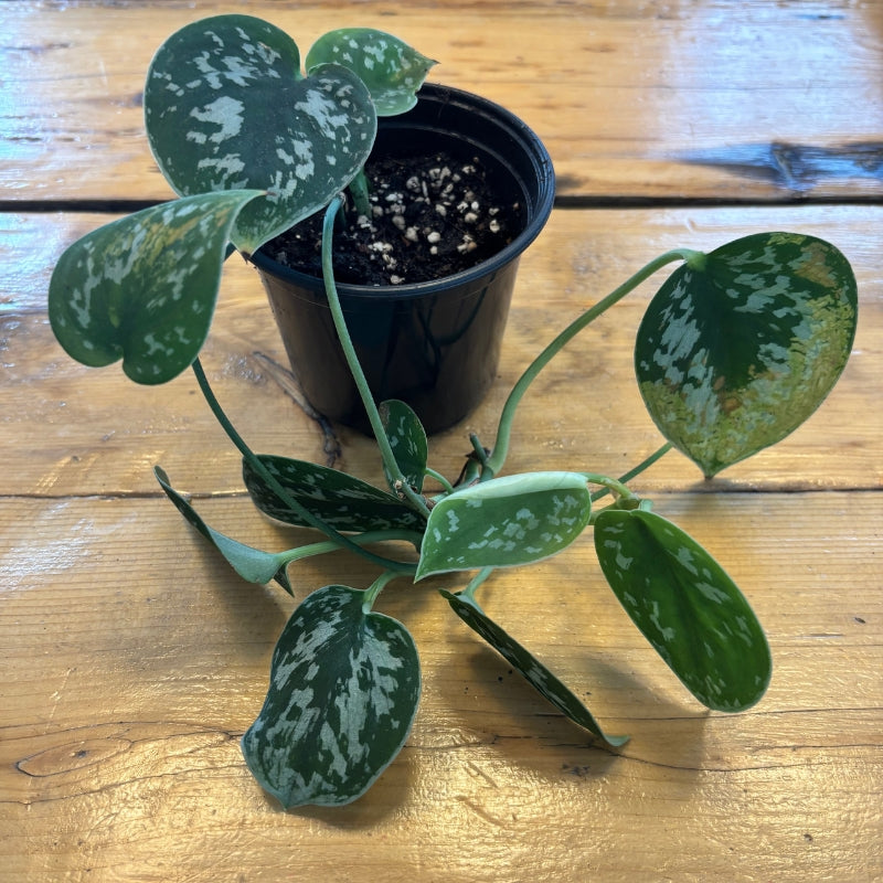 Scindapsus