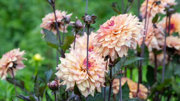Fleurs fraîches