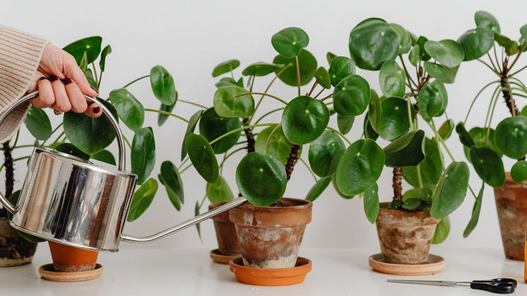 Plantes