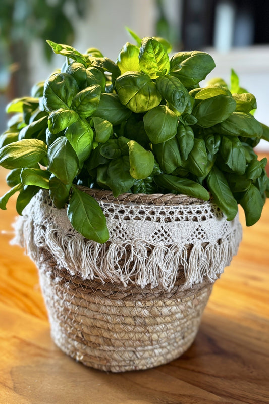 Panier de rotin cache-pot