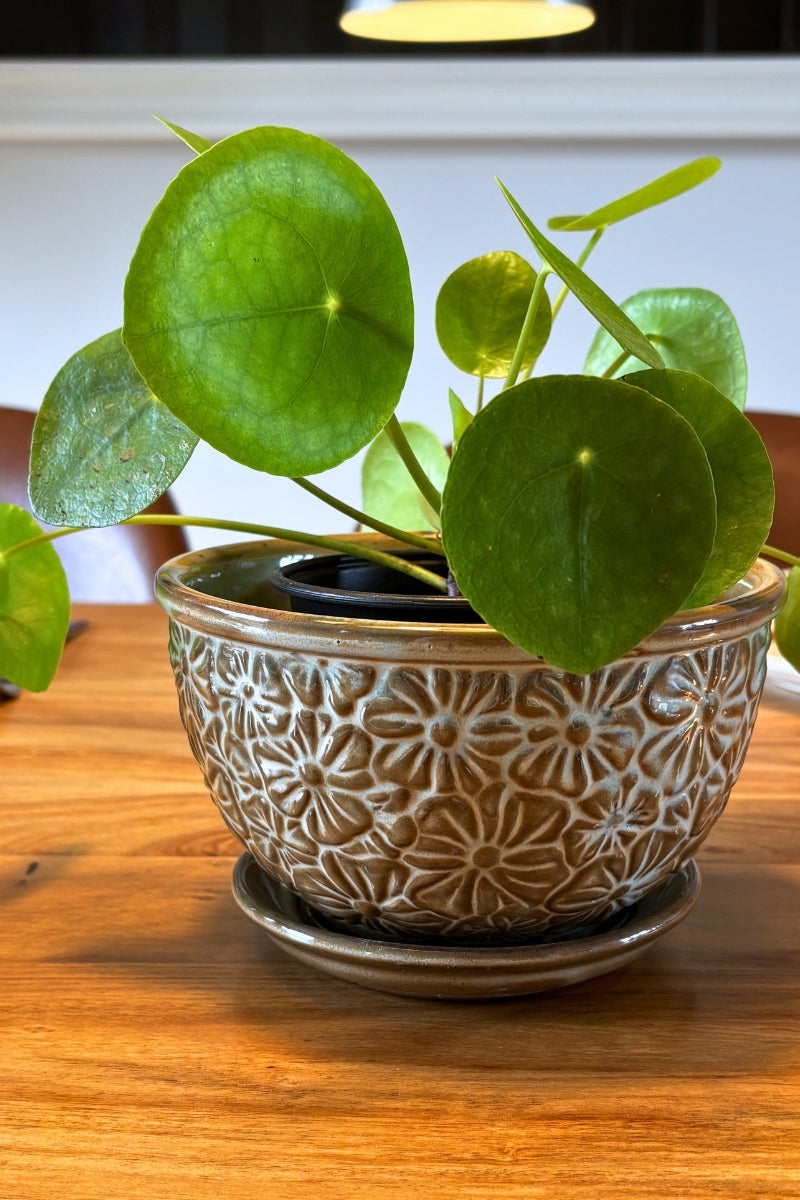 Cache-pot vintage avec soucoupe