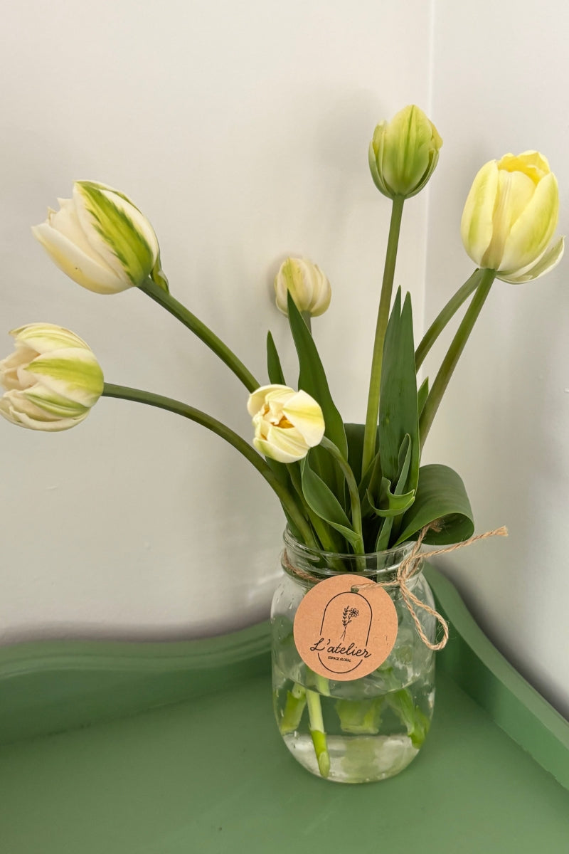 Tulipe