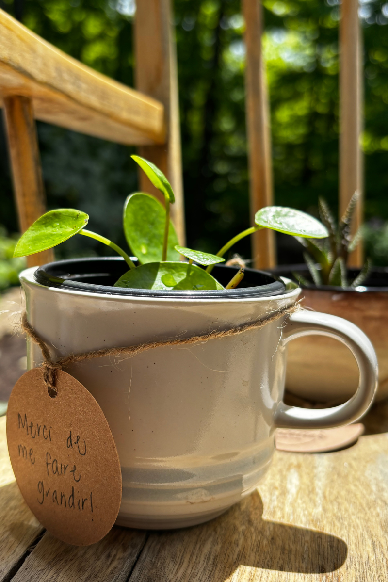 Duo tasse & plante