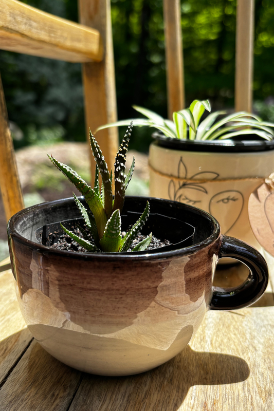 Duo tasse & plante