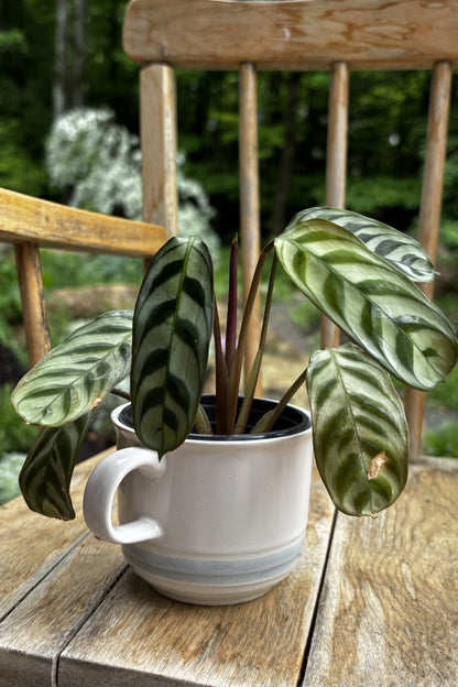 Duo tasse & plante