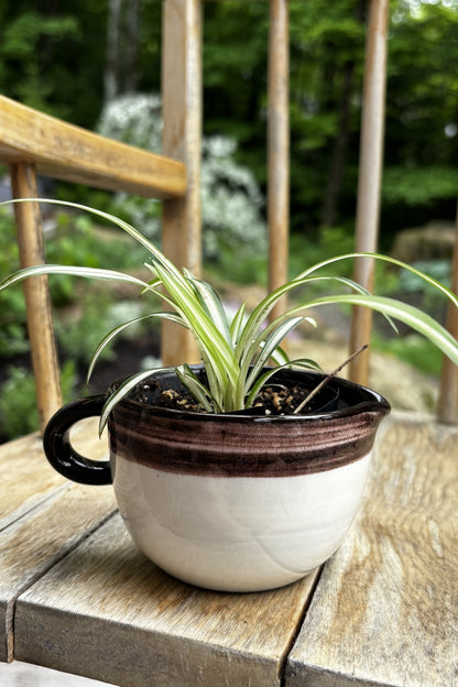 Duo tasse & plante