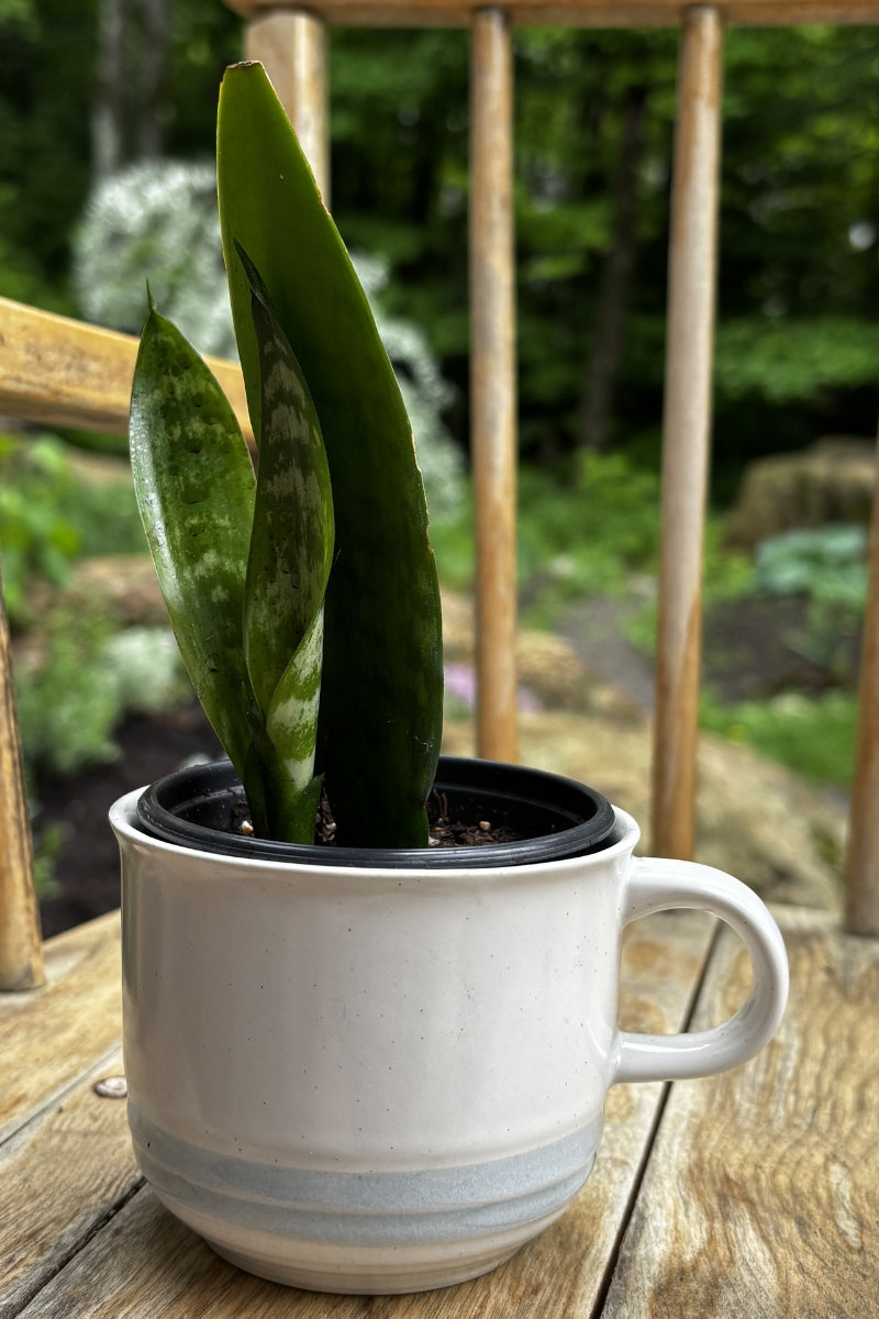 Duo tasse & plante