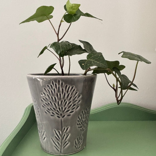 Cache-pot allium
