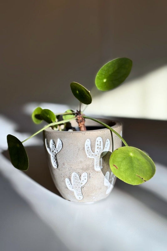 Mini cache pot cactus