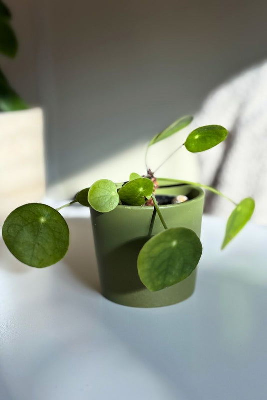 Mini cache pot vert