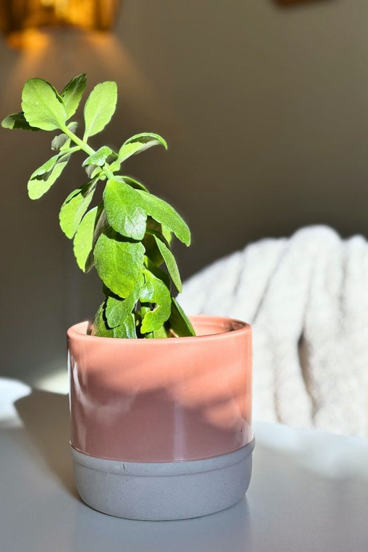 Cache pot rosé