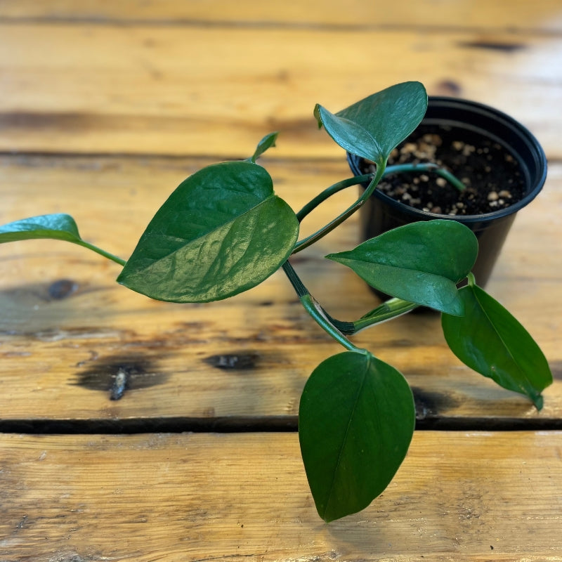 Epipremnum