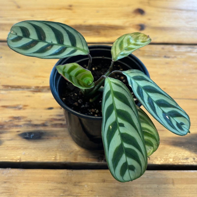 Maranta