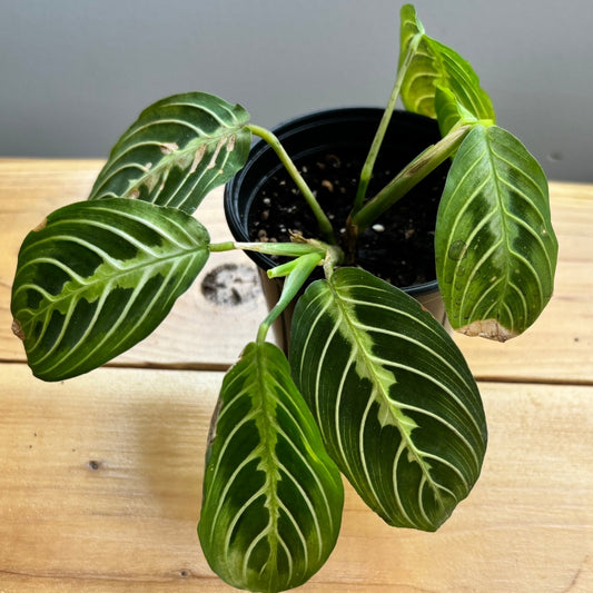 Marantha lime
