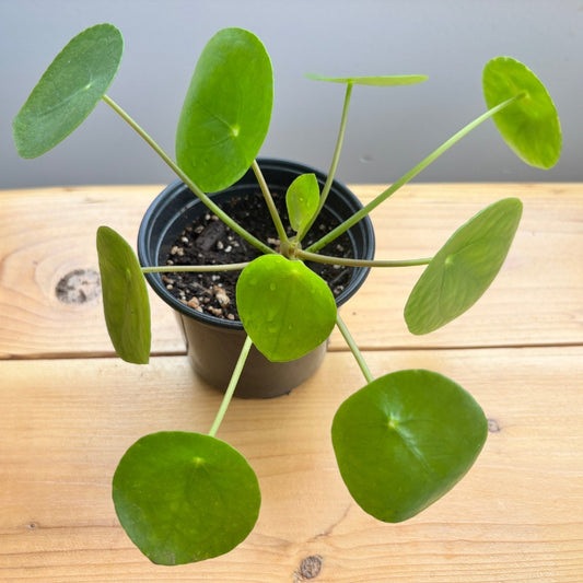 Pilea
