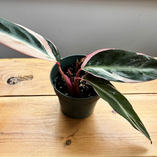 Stromanthe