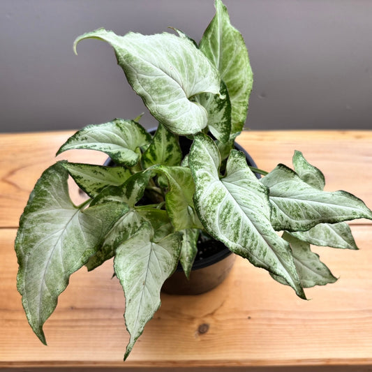 Syngonium
