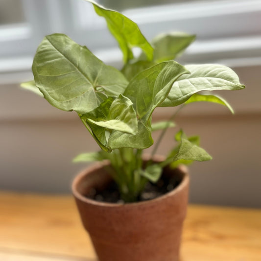 Syngonium