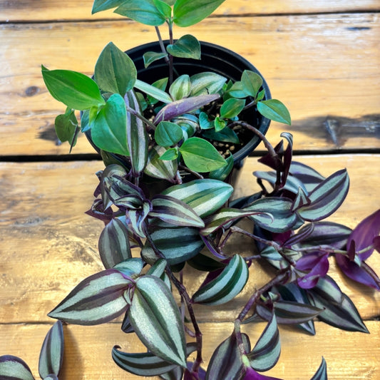 Tradescantia